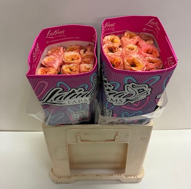 Rosa ec melon expression LT.jpg